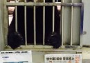 La foto da ostaggio del panda di Taipei