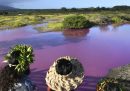 Lo stagno di una riserva naturale delle Hawaii è diventato rosa